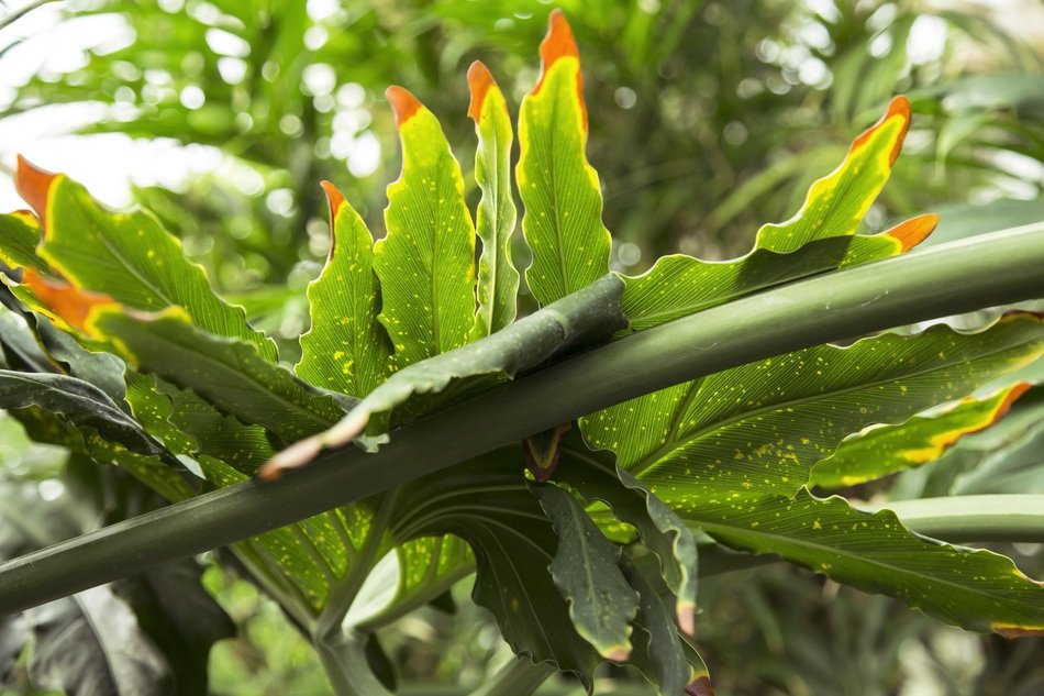 exotic tropical leaves green plant