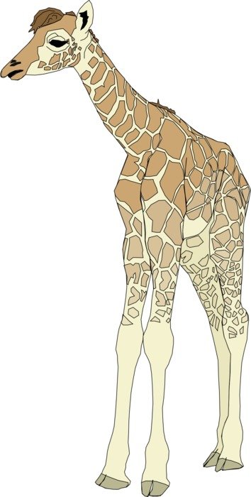 giraffe tall animal mammal baby