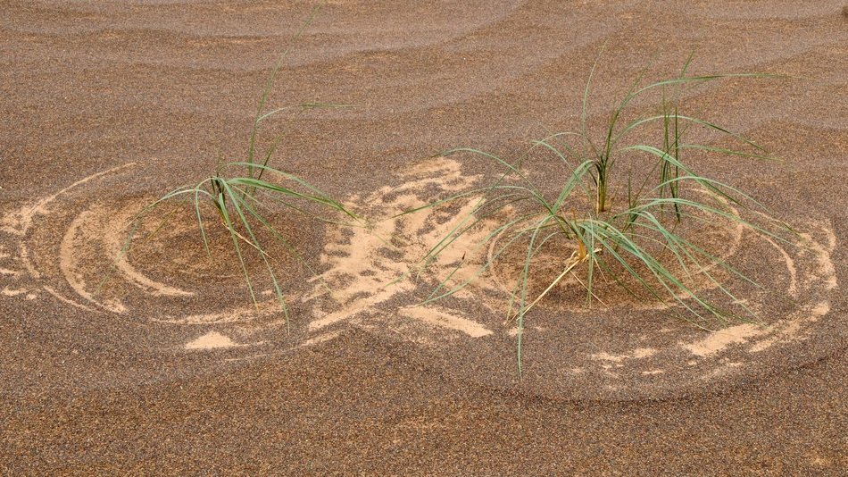 mongolia desert grass pattern