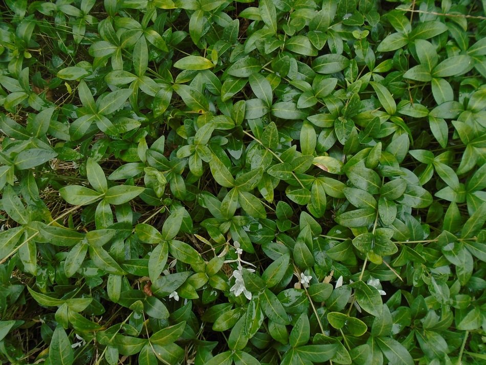 background evergreen after the rain