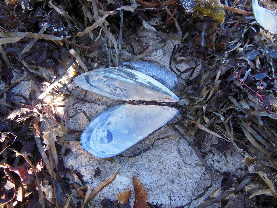 clam mussel shell close up