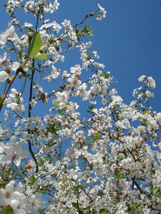 spring flowers flowering tree