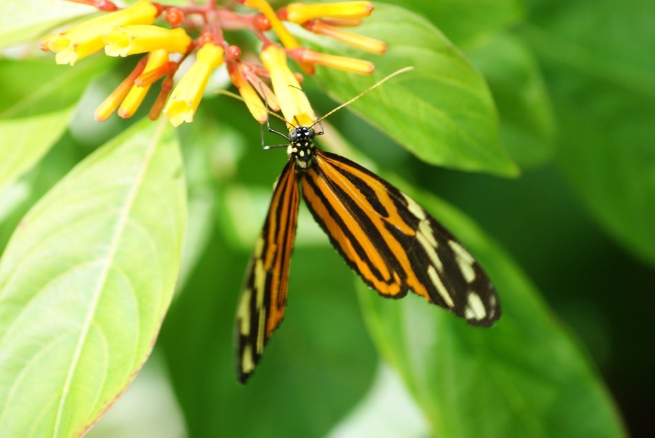 butterfly green background