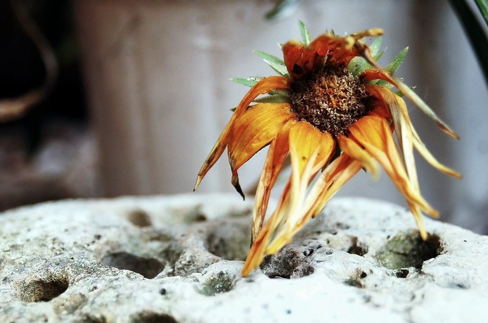 flower dead nature flowers