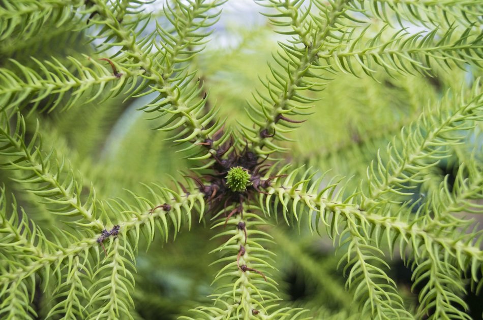 araucaria needle close macro green