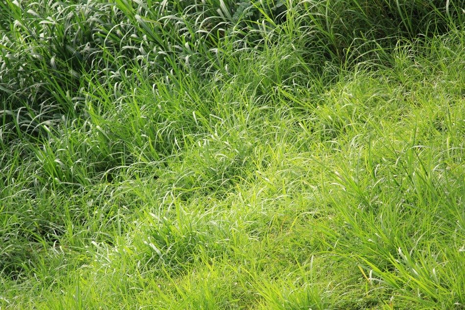 green leaves pattern