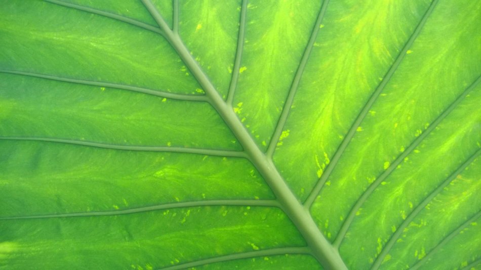 green leaf screen background plant