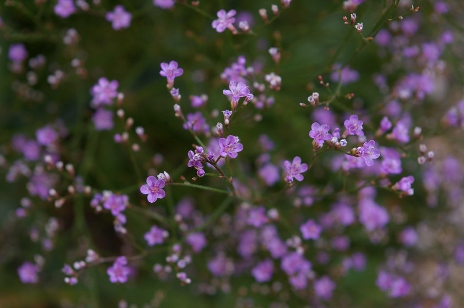 flower in the summer on a background of nature
