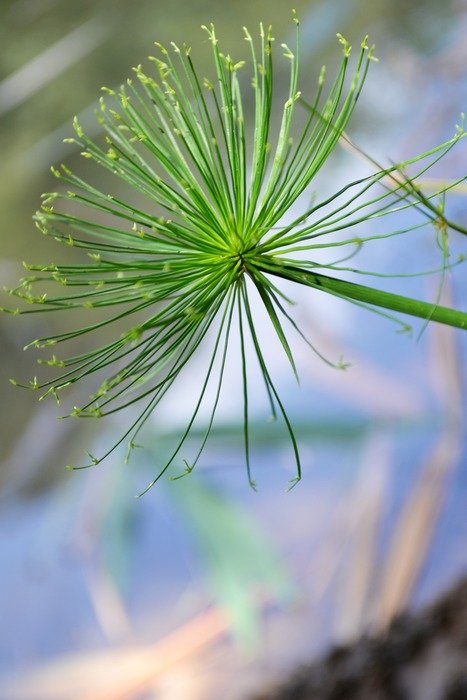 close up macro green flower foliage
