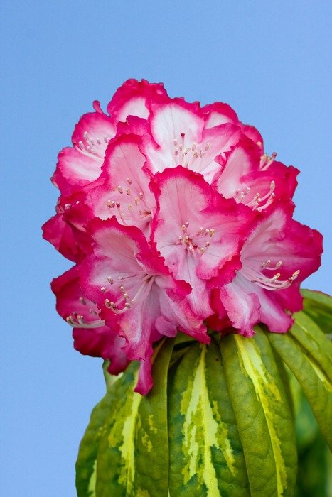 flower beautiful nature pink