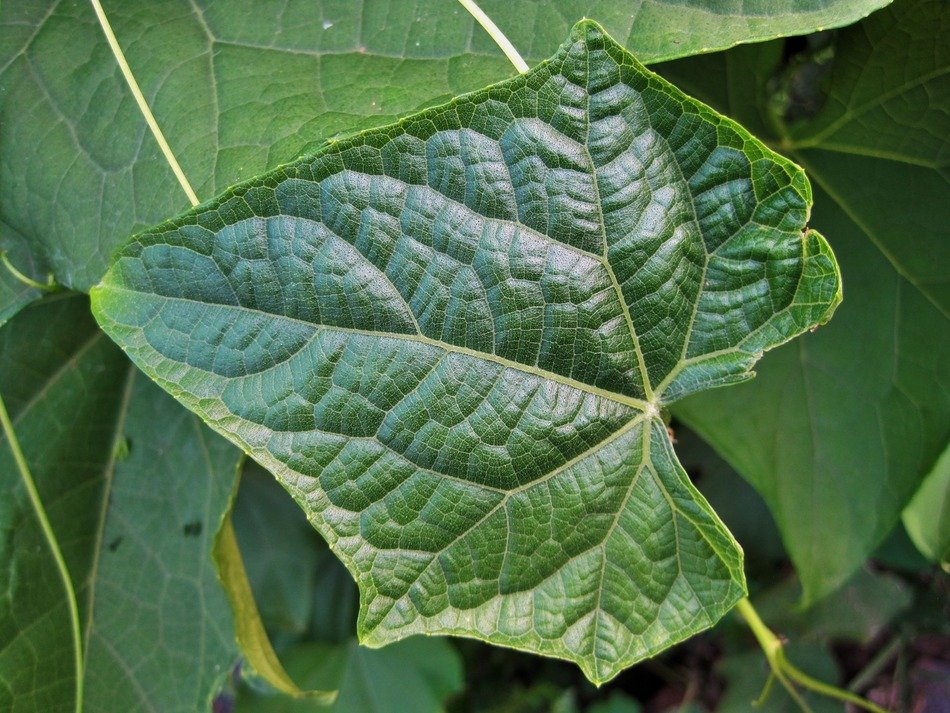 leaf green veins patterned fine