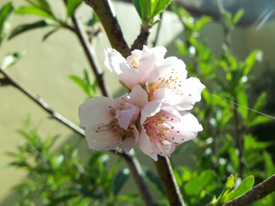 flower peach fruit trees roses