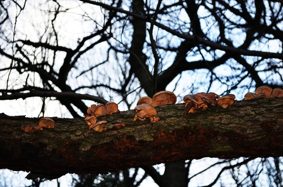 fungus mushroom wood tree trunk