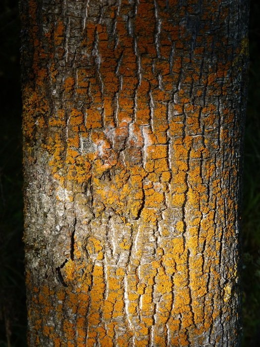 trunk lichen texture bark tree