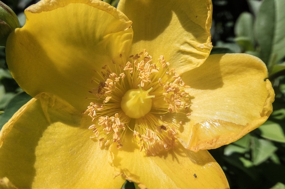 flower yellow stamens pollen