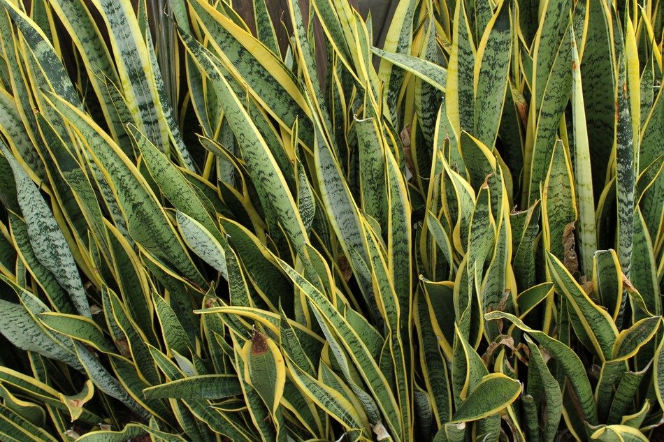 leaves green long