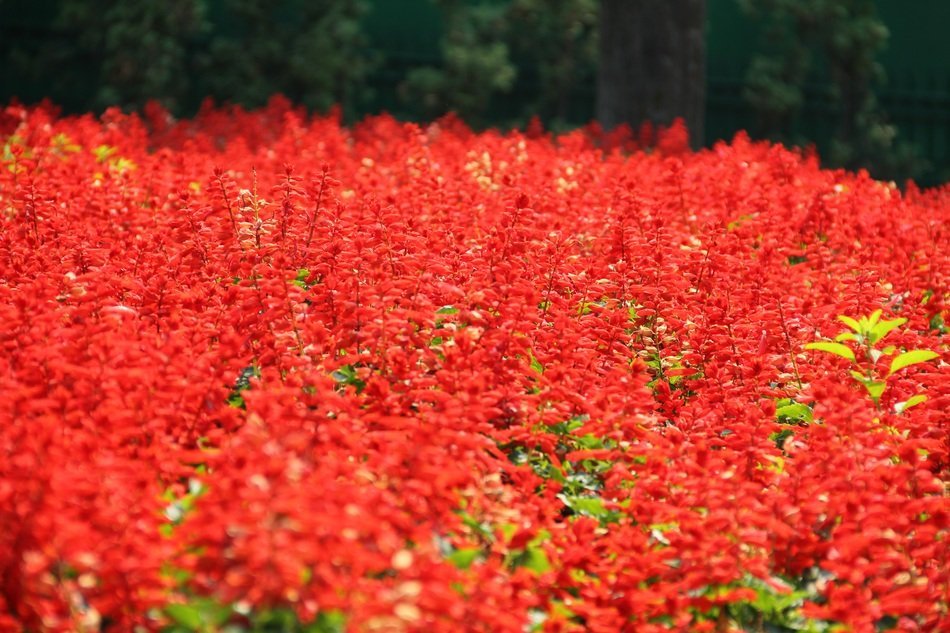 red flower floral pattern garden