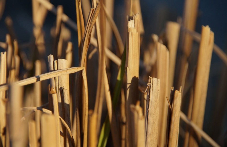 halme dry garden nature straw