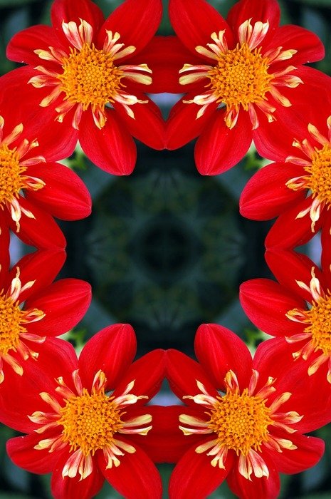 background floral flower red