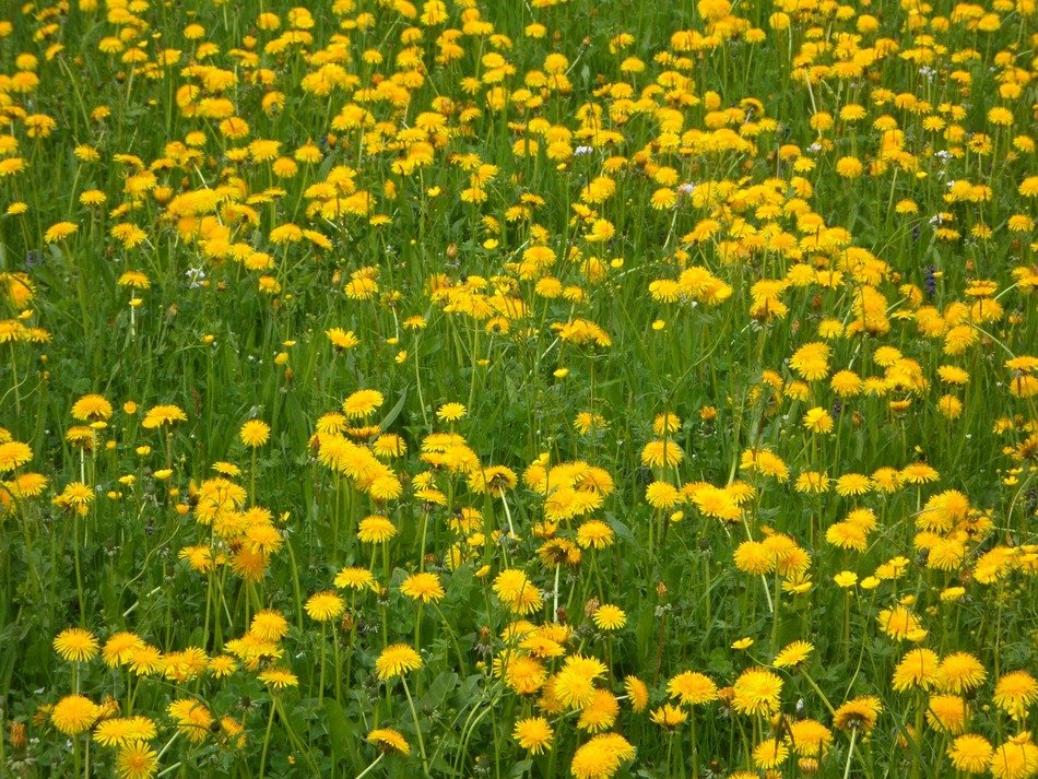 dandelion meadow nature