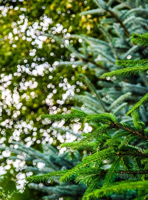 green forest trees nature summer