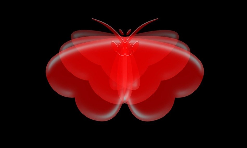 butterfly background heart wing