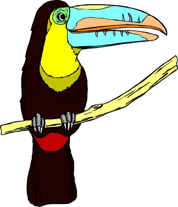 toucan bird wildlife big beak