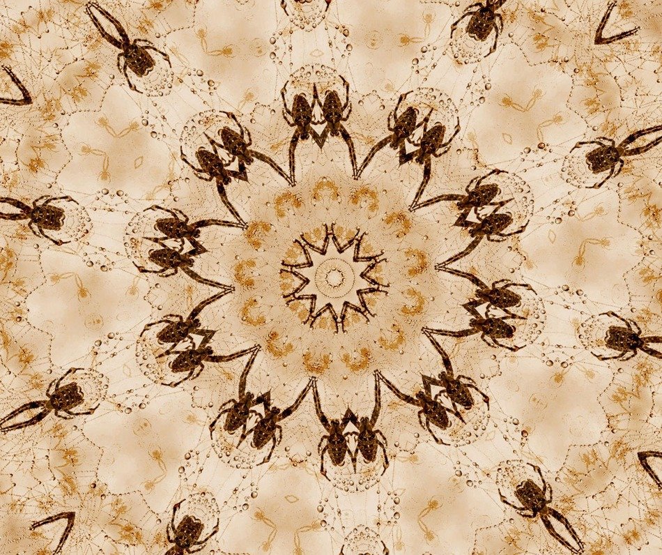 spiders orbits aged photos insects