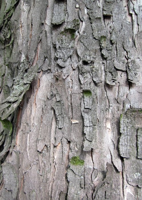 bark texture background tree trunk