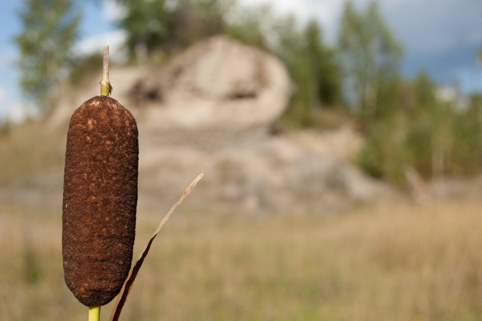 brown flower cane on the background of nature