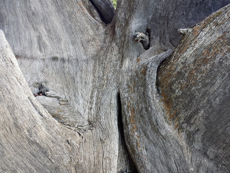 gray bark of the tree in the irregularities