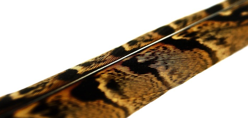 feather macro quill bird soft