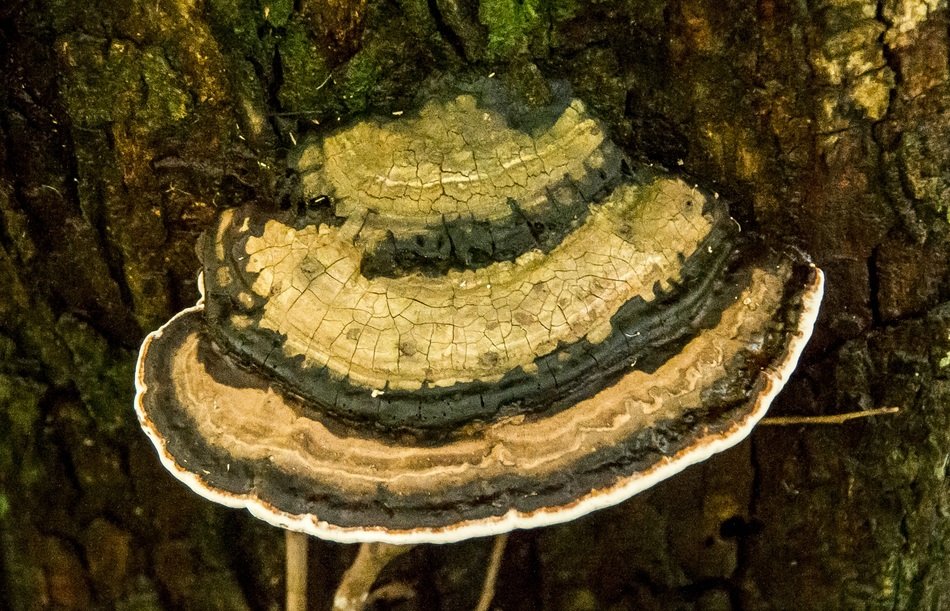 fungus bracket pattern stripes
