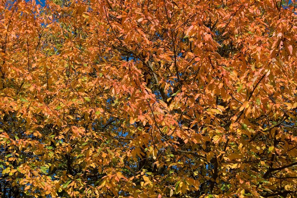yellow orange season nature