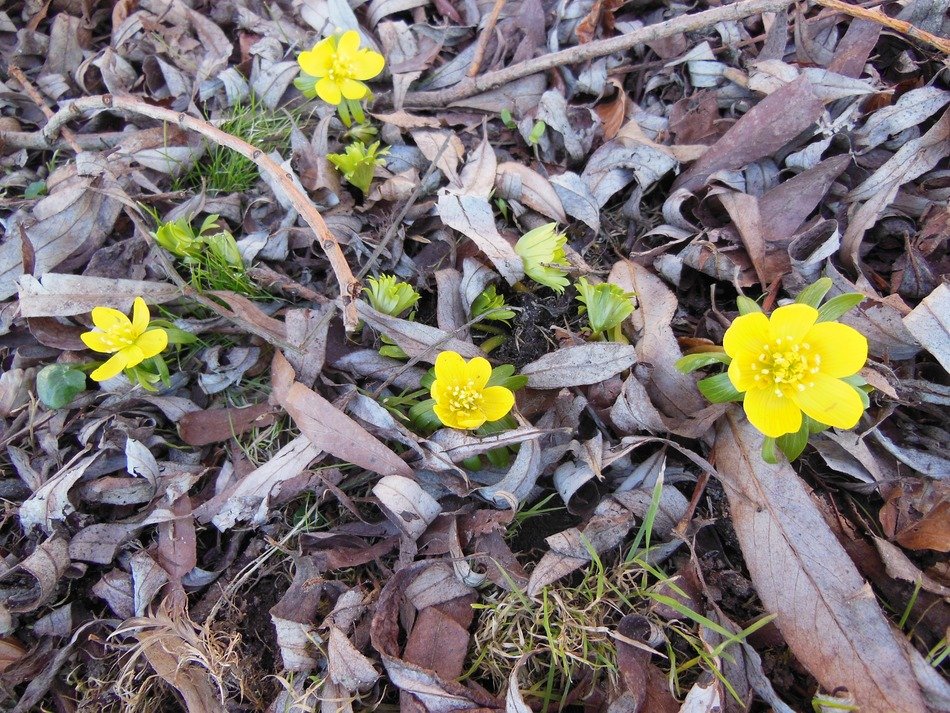 herald of spring flowers eranthis