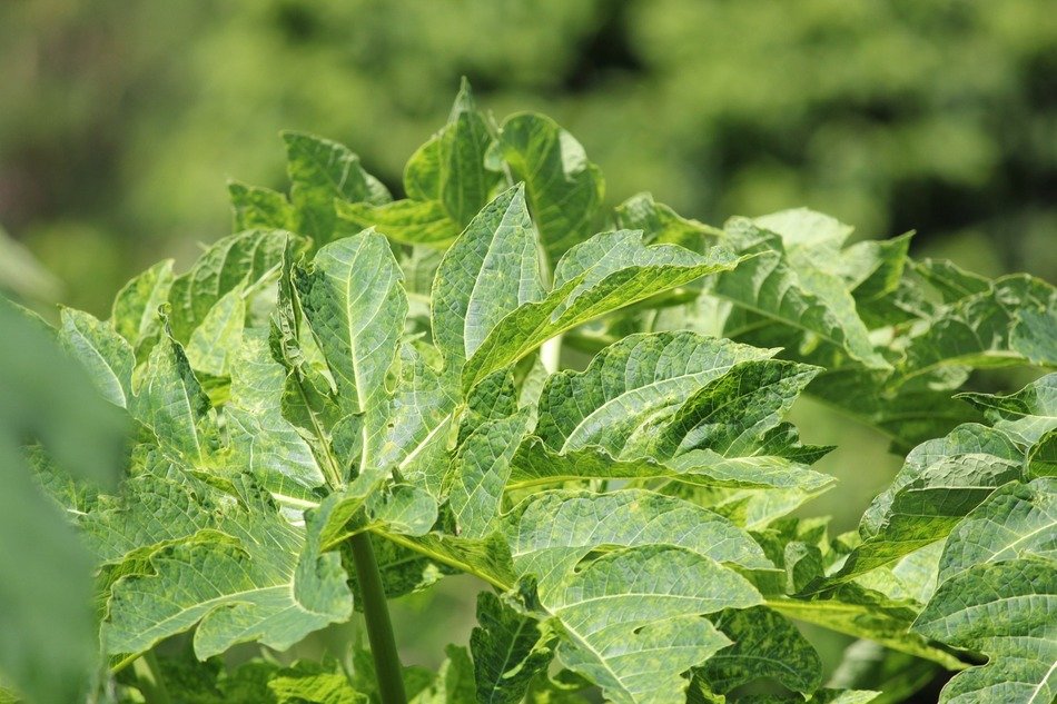 green leaves background