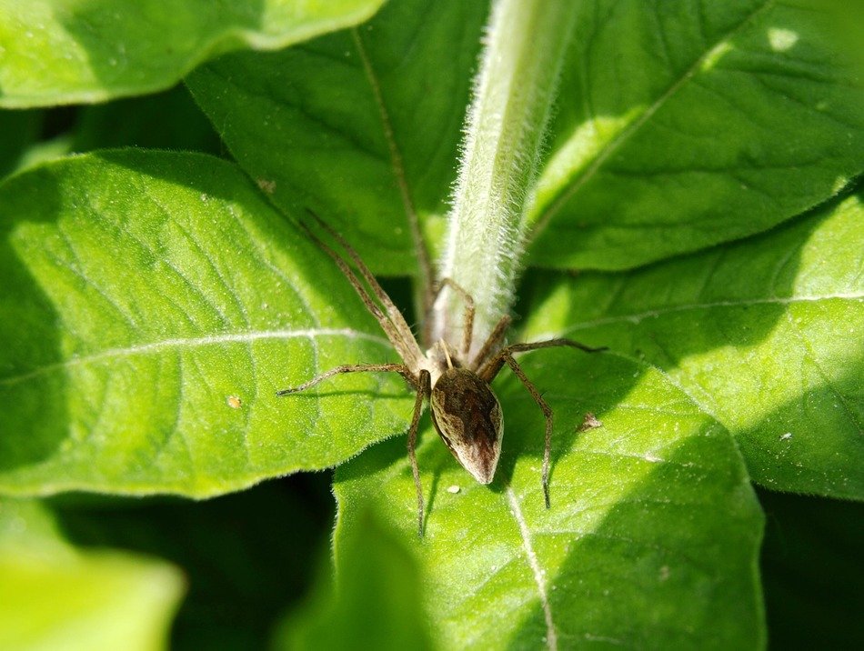 spider rear view pattern close