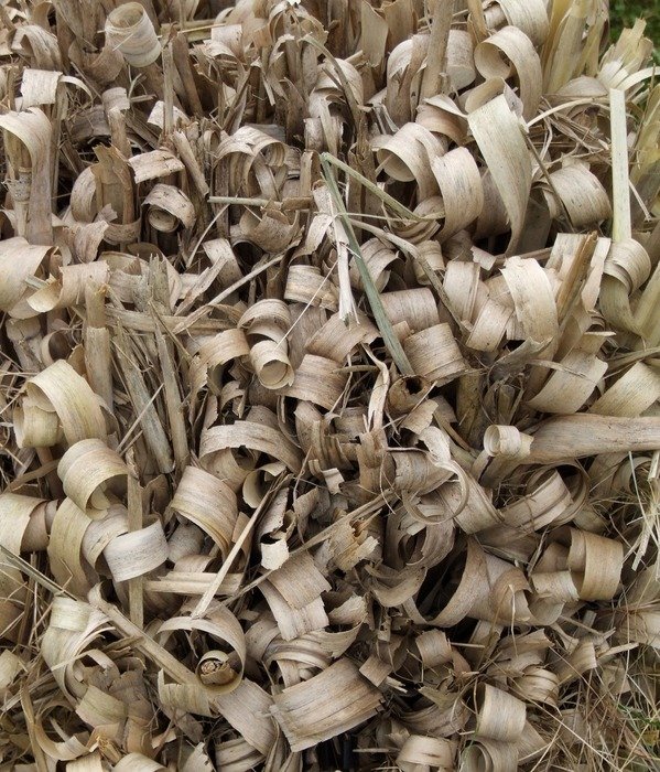 texture grass stalks dry