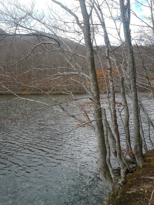 autumn trees by the water in catalonia
