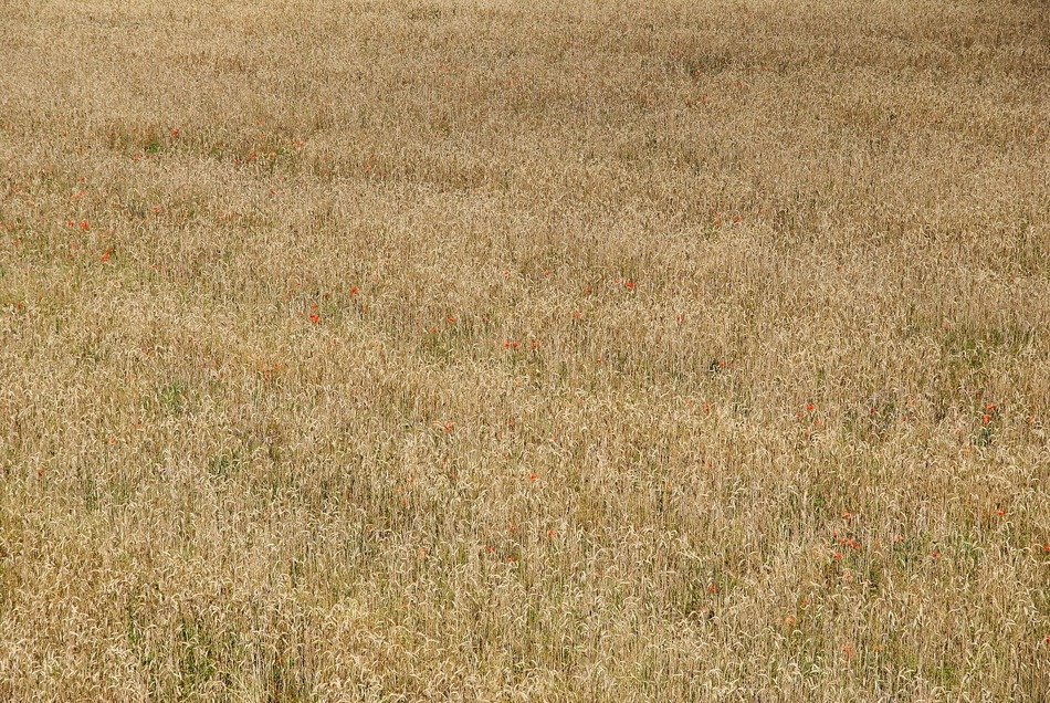 field wallpaper poland harvest