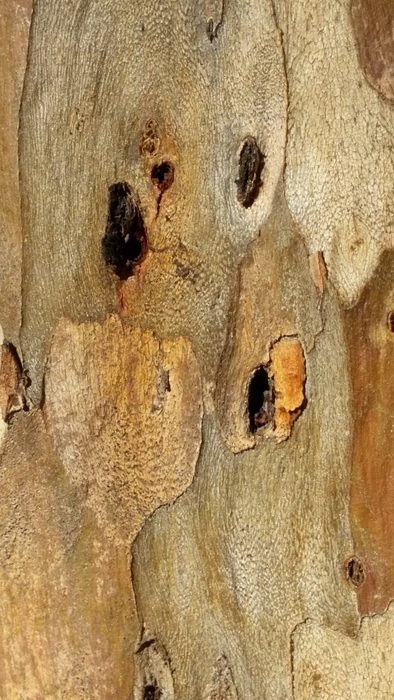 wood background texture brown