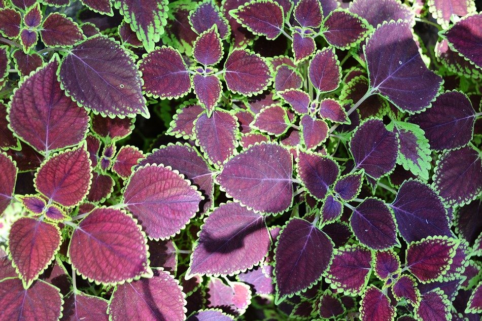 leaf texture leaves