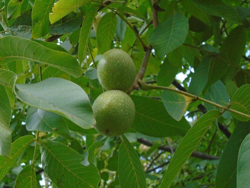walnut oilseeds wood foliage green