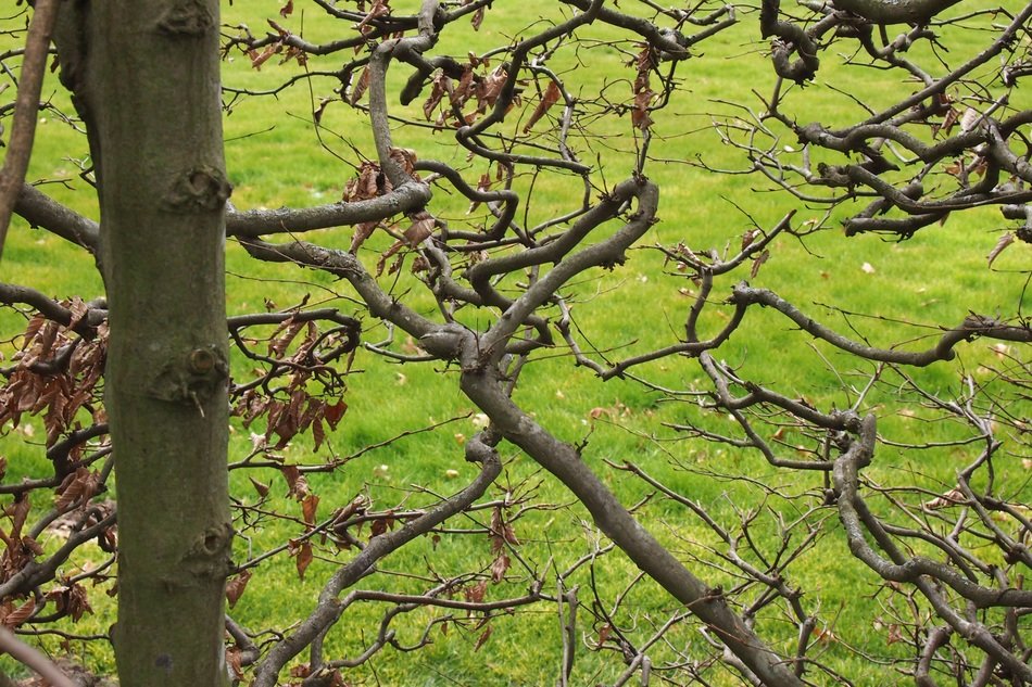 branches hedge green grass