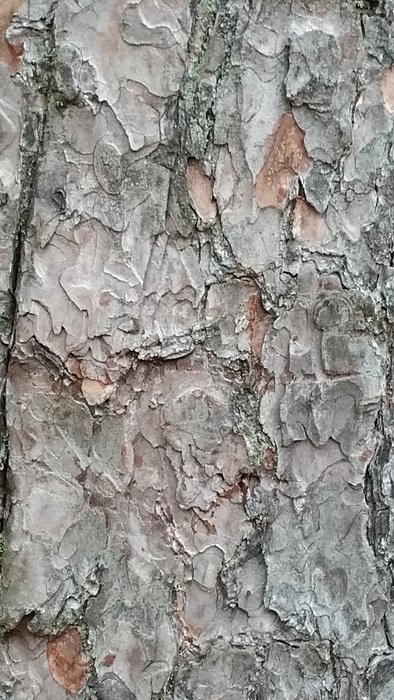 tree bark nature trunk