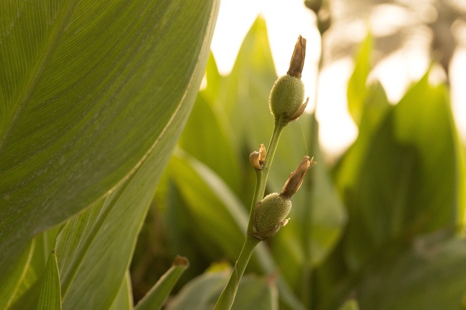 nature green beauty environment