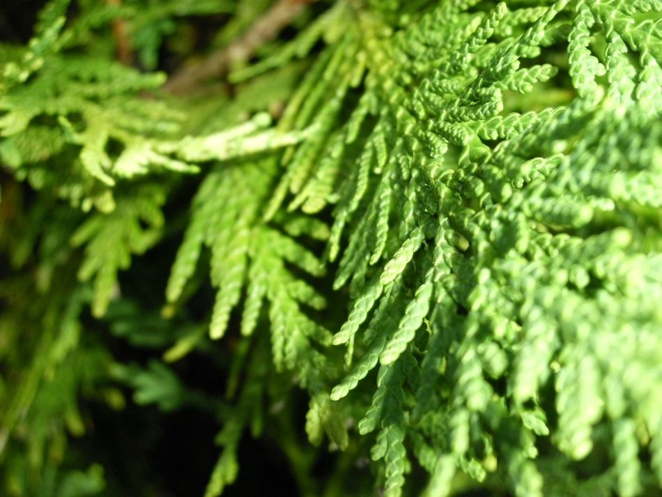 texture tree fir foliage green