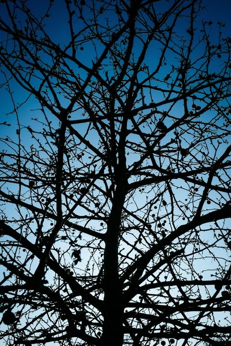 tree silhouette sky branches