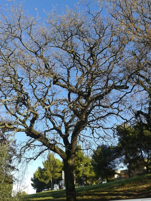 tree branches nature trees plant