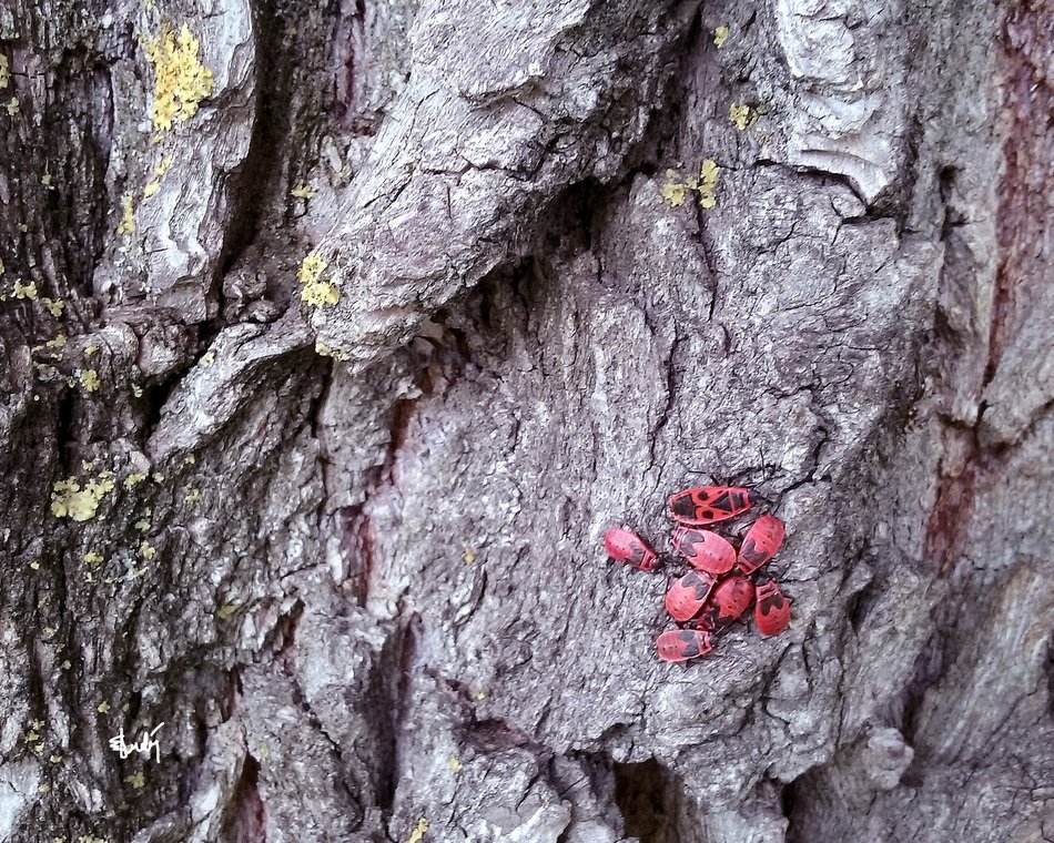 fire bug bugs bark tree red
